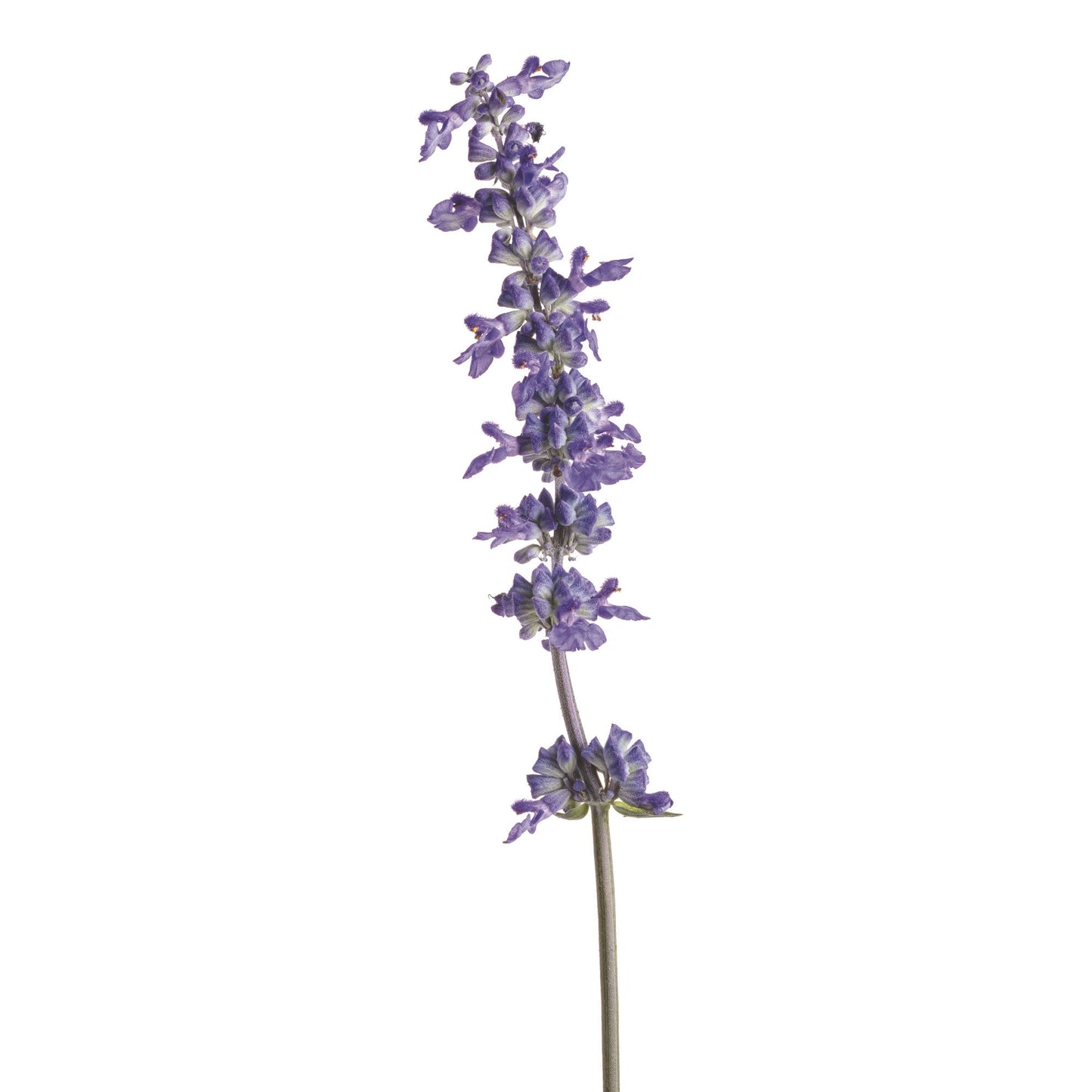 Unplugged® So Blue™ Mealycup Sage (Salvia farinacea)