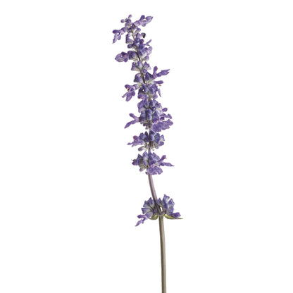 Unplugged® So Blue™ Mealycup Sage (Salvia farinacea)