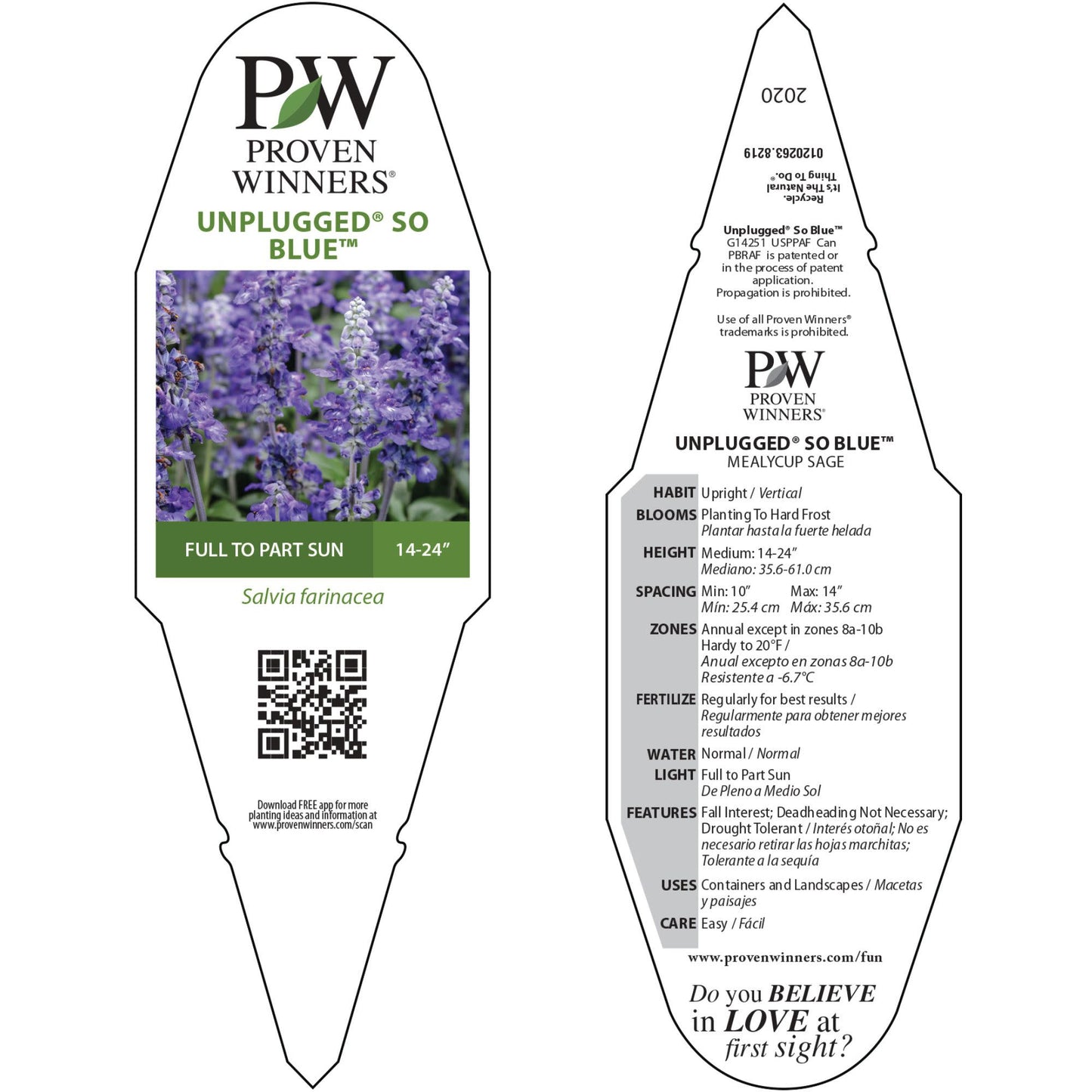 Unplugged® So Blue™ Mealycup Sage (Salvia farinacea)