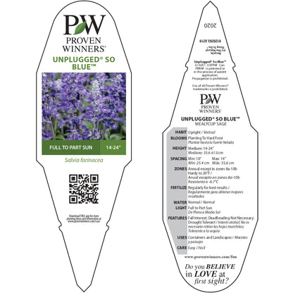 Unplugged® So Blue™ Mealycup Sage (Salvia farinacea)