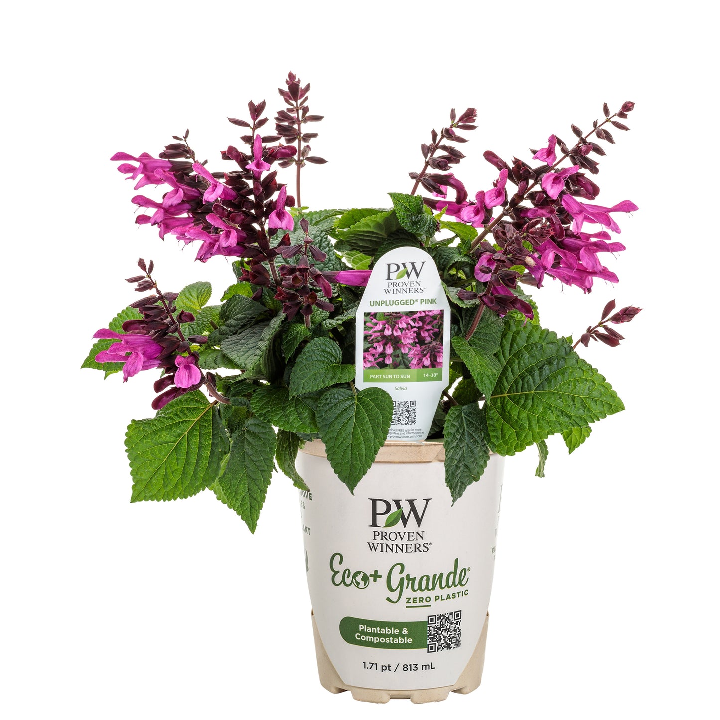 Unplugged® Pink Salvia