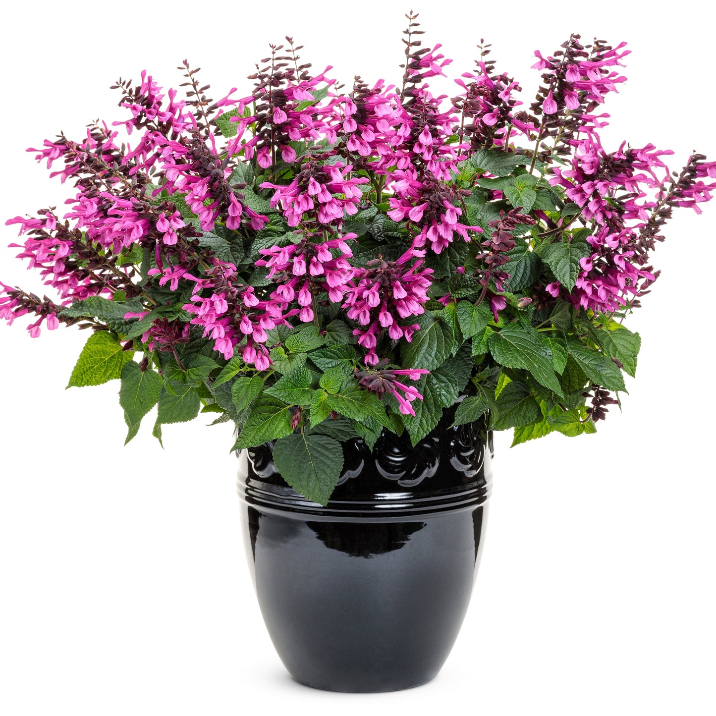 Unplugged® Pink Salvia