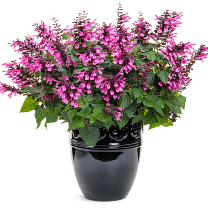 Unplugged® Pink Salvia