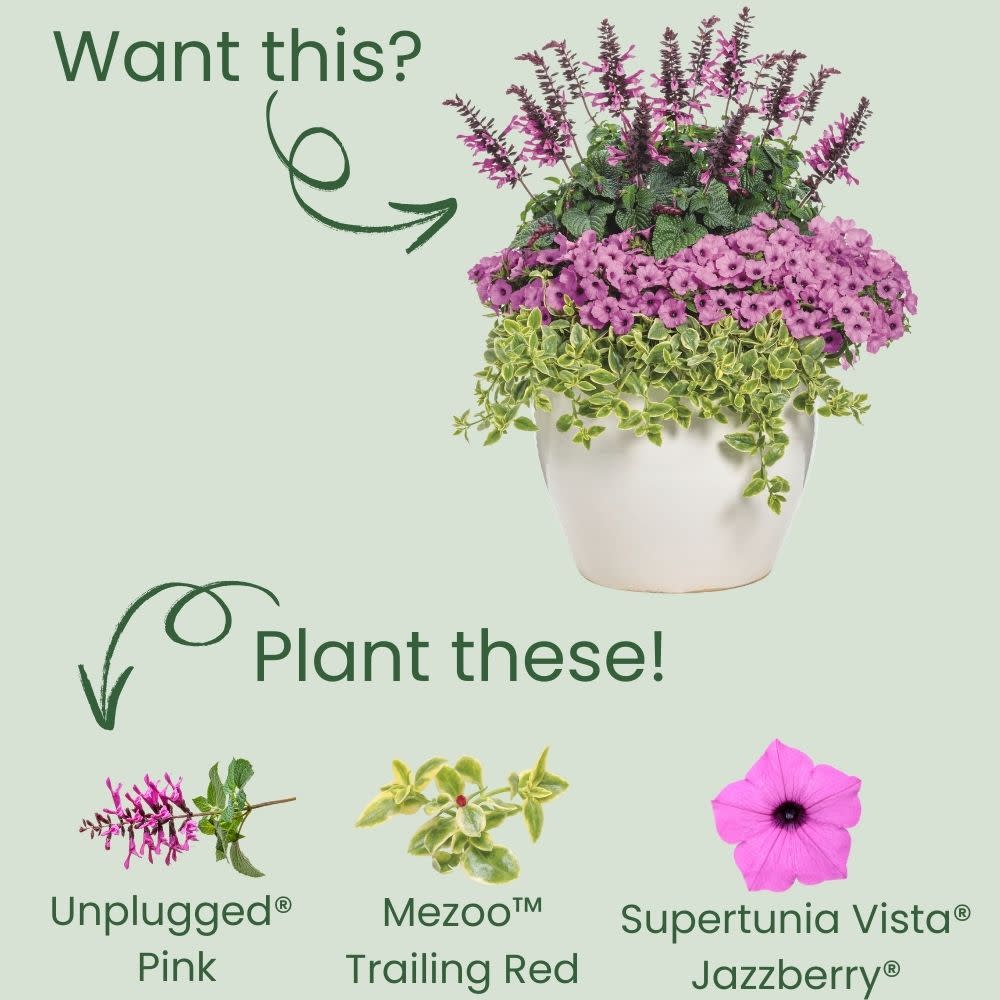 Unplugged® Pink Salvia
