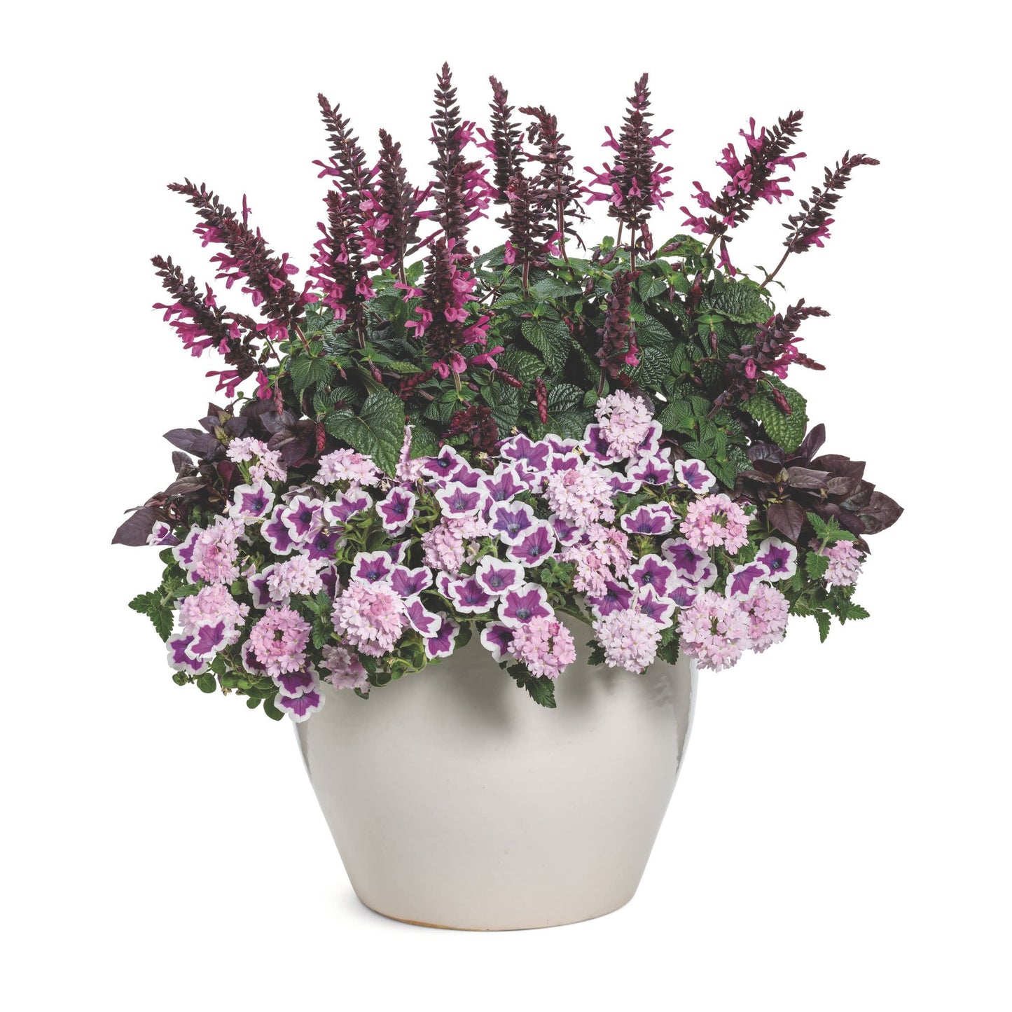 Unplugged® Pink Salvia