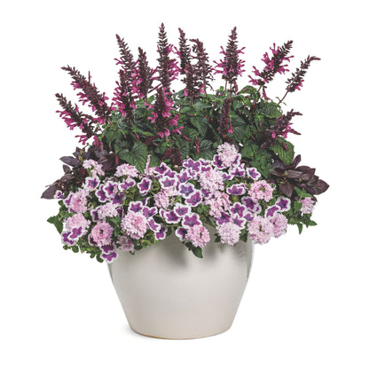 Unplugged® Pink Salvia