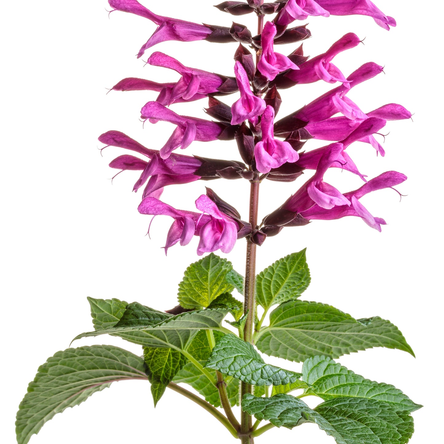 Unplugged® Pink Salvia