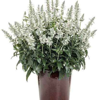 Unplugged® White Mealycup Sage (Salvia farinacea)