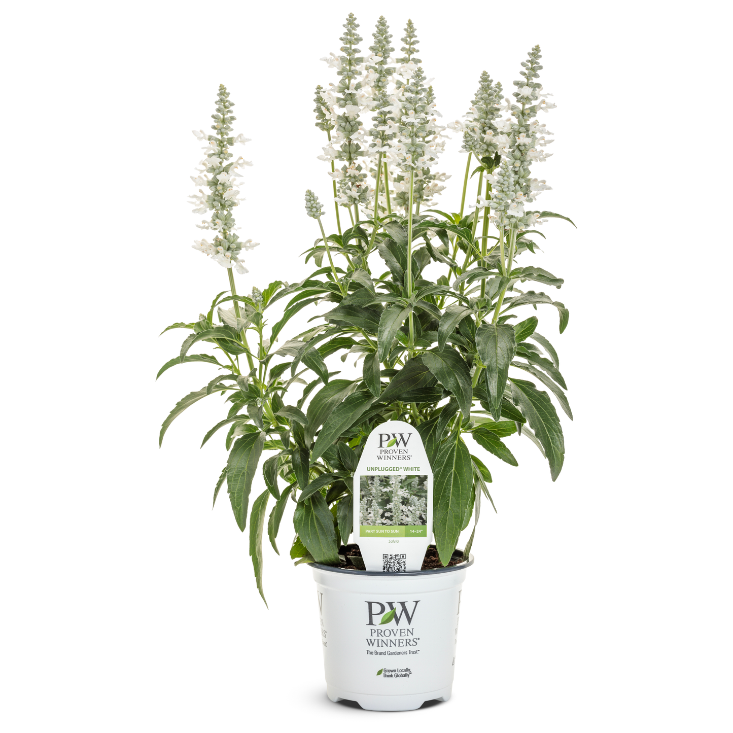 Limited Edition Royale™ | Unplugged® White Mealycup Sage (Salvia farinacea)
