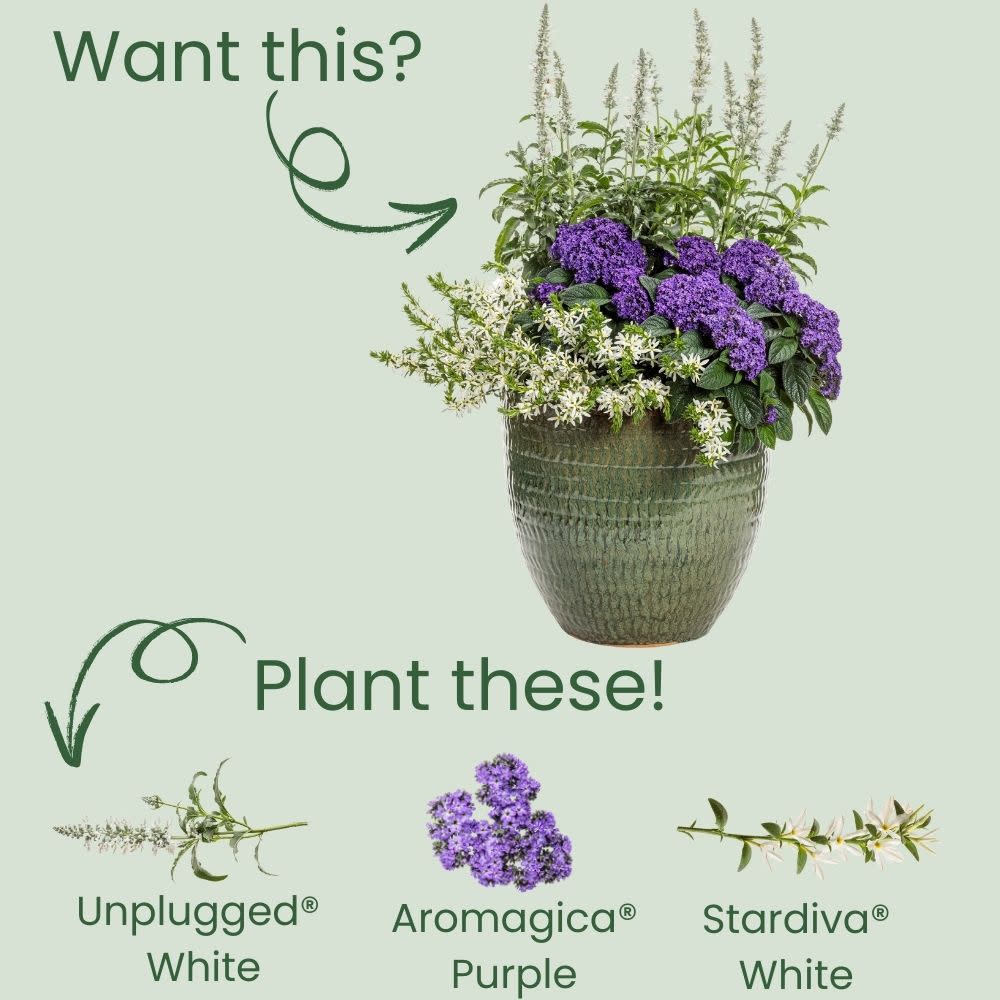 Unplugged® White Mealycup Sage (Salvia farinacea)