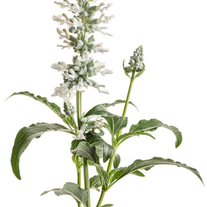 Unplugged® White Mealycup Sage (Salvia farinacea)