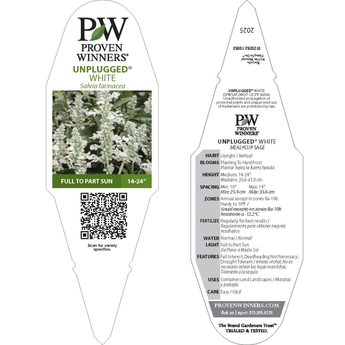 Unplugged® White Mealycup Sage (Salvia farinacea)