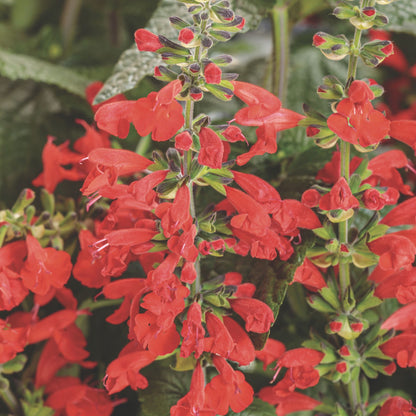 Unplugged® Red Scarlet Sage (Salvia coccinea)