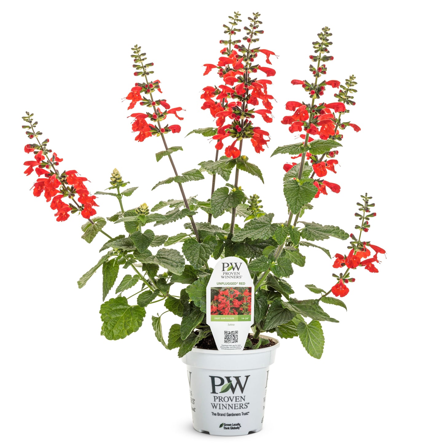 Limited Edition Royale™ | Unplugged® Red Scarlet Sage (Salvia coccinea)