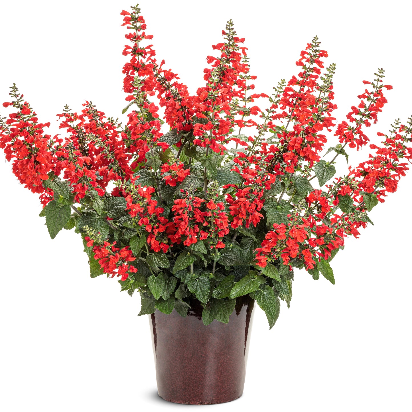Unplugged® Red Scarlet Sage (Salvia coccinea)
