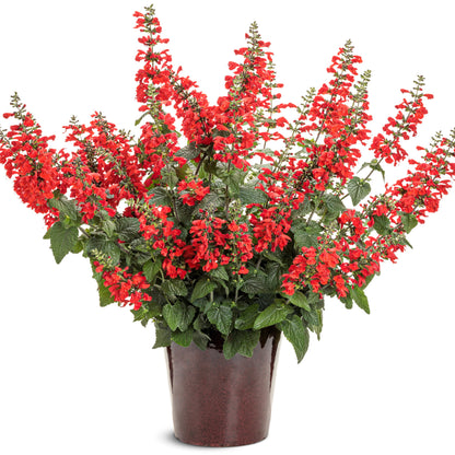 Unplugged® Red Scarlet Sage (Salvia coccinea)