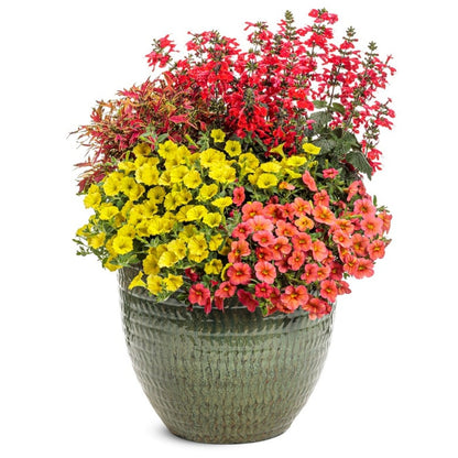 Unplugged® Red Scarlet Sage (Salvia coccinea)