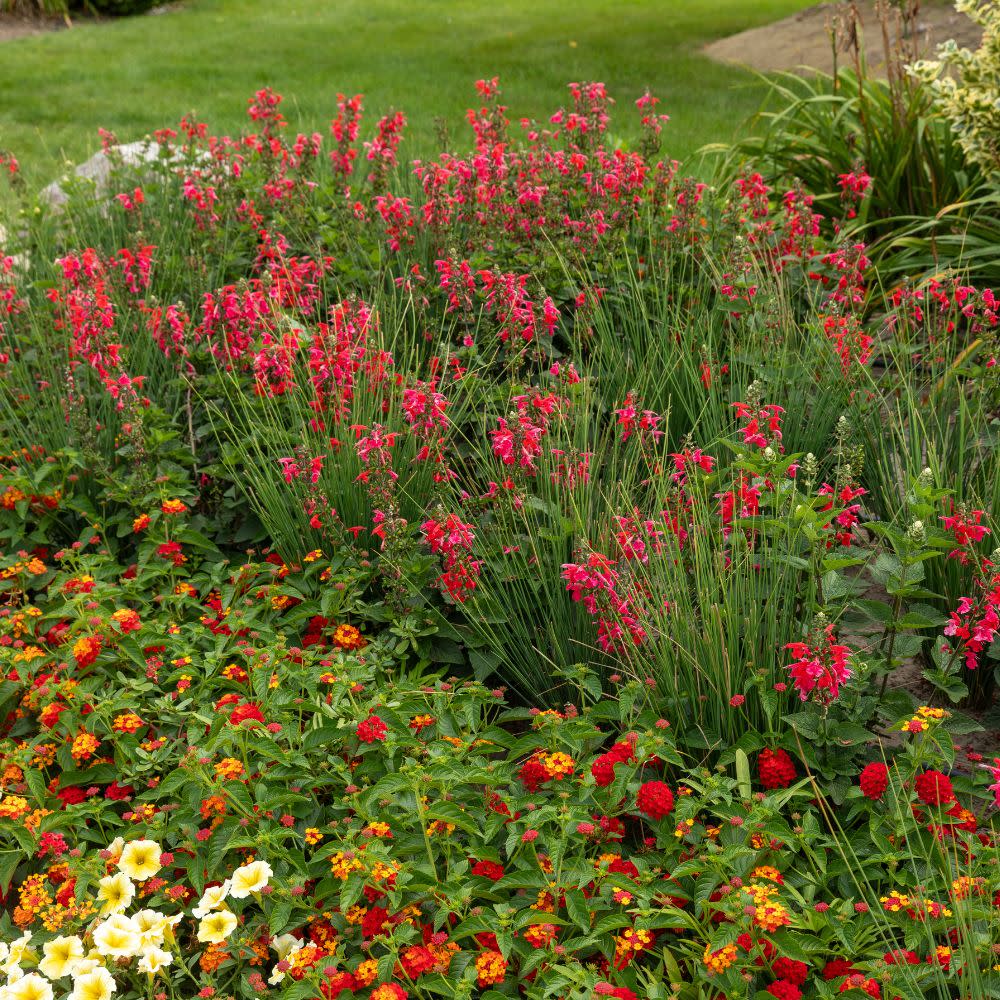 Limited Edition Royale™ | Unplugged® Red Scarlet Sage (Salvia coccinea)