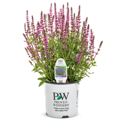 'Pink Profusion' Perennial Salvia (Salvia nemorosa)