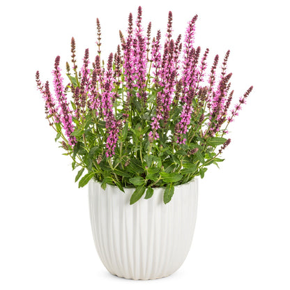 'Pink Profusion' Perennial Salvia (Salvia nemorosa)