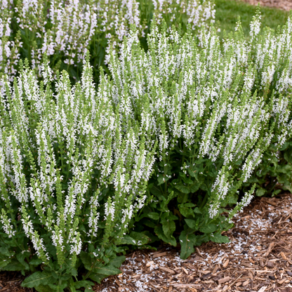 'White Profusion' Perennial Salvia (Salvia nemorosa)