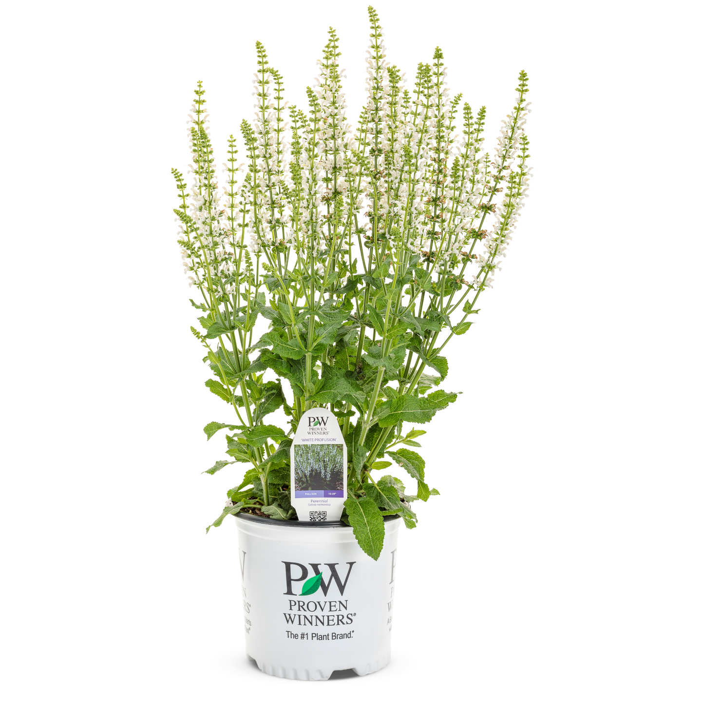 'White Profusion' Perennial Salvia (Salvia nemorosa)