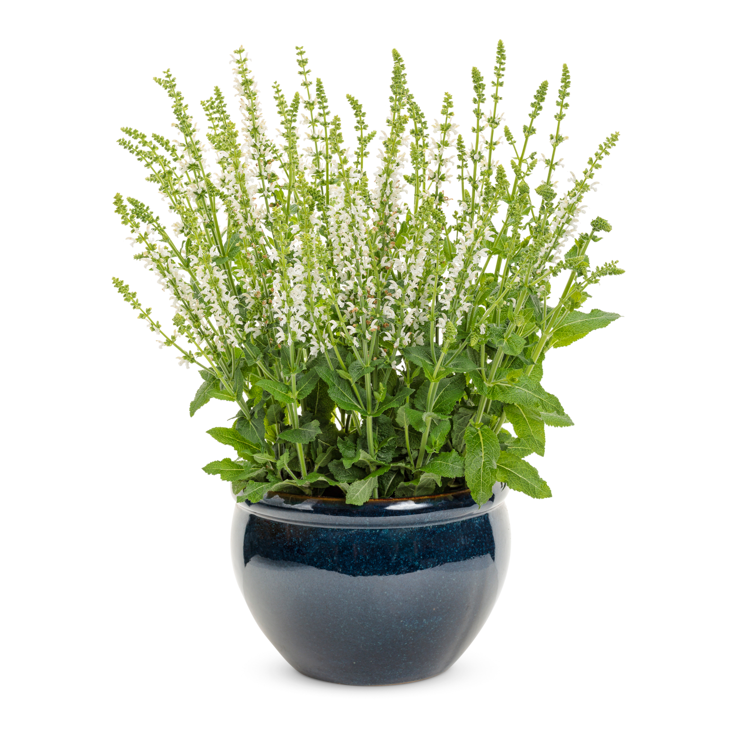 'White Profusion' Perennial Salvia (Salvia nemorosa)
