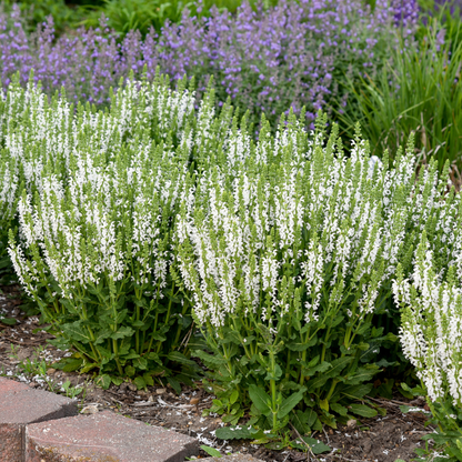 'White Profusion' Perennial Salvia (Salvia nemorosa)