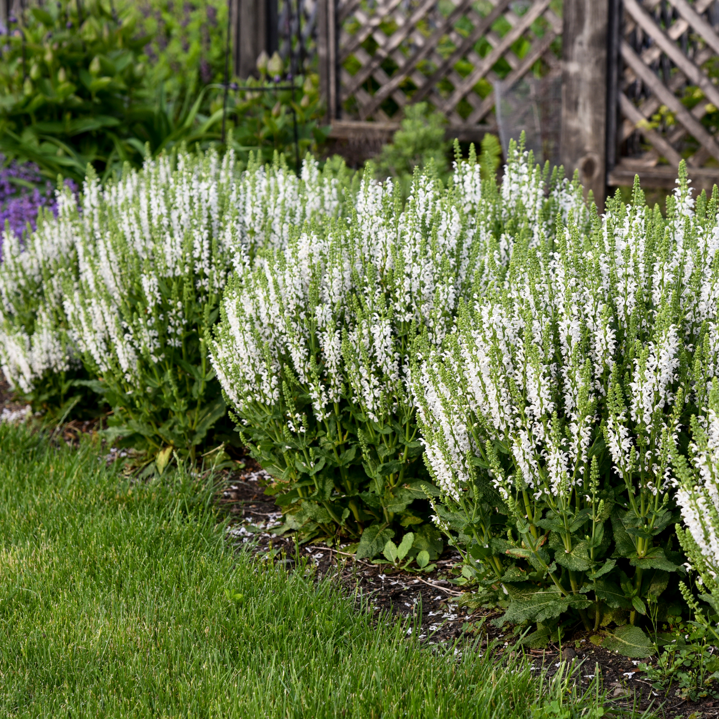 'White Profusion' Perennial Salvia (Salvia nemorosa)