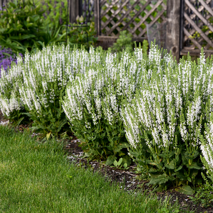 'White Profusion' Perennial Salvia (Salvia nemorosa)