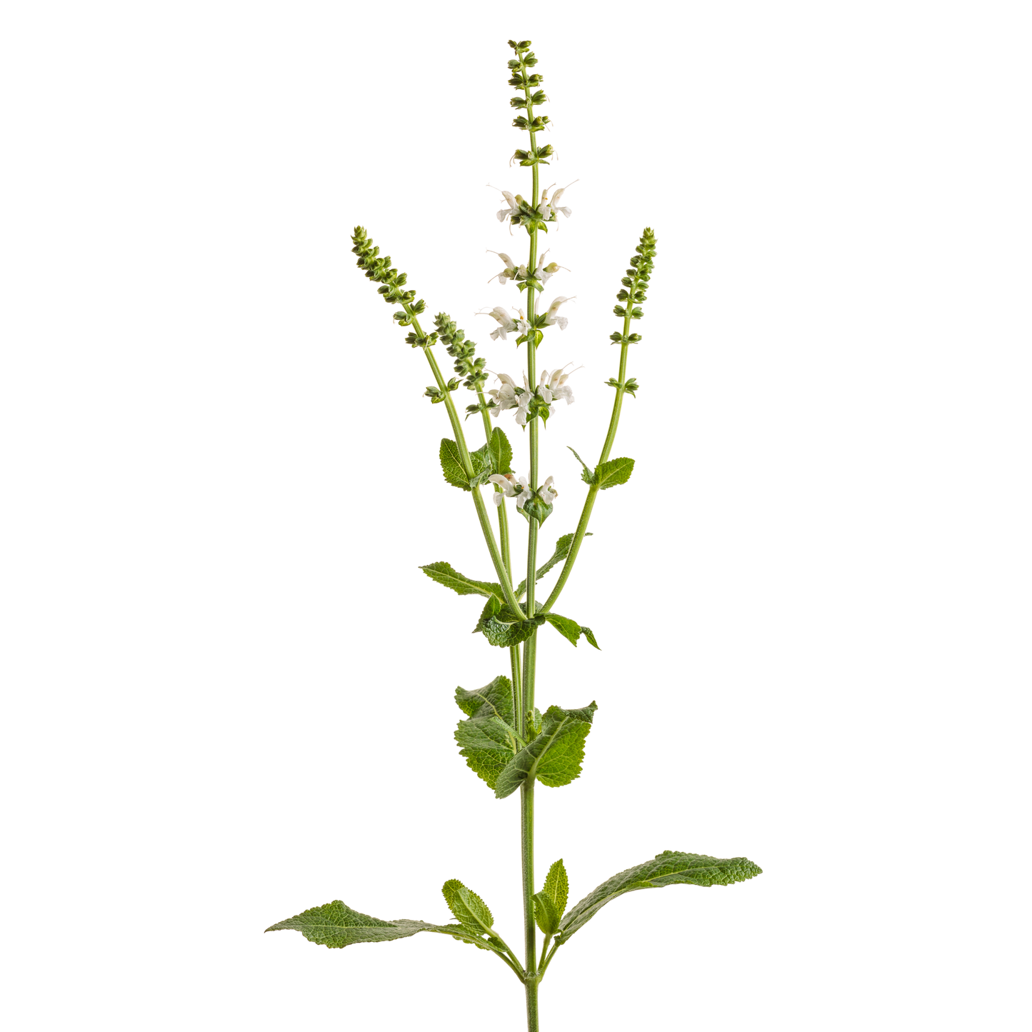 'White Profusion' Perennial Salvia (Salvia nemorosa)