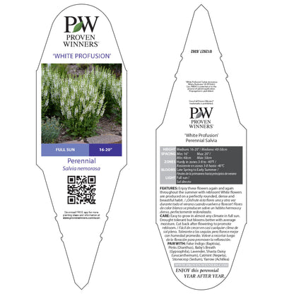 'White Profusion' Perennial Salvia (Salvia nemorosa)