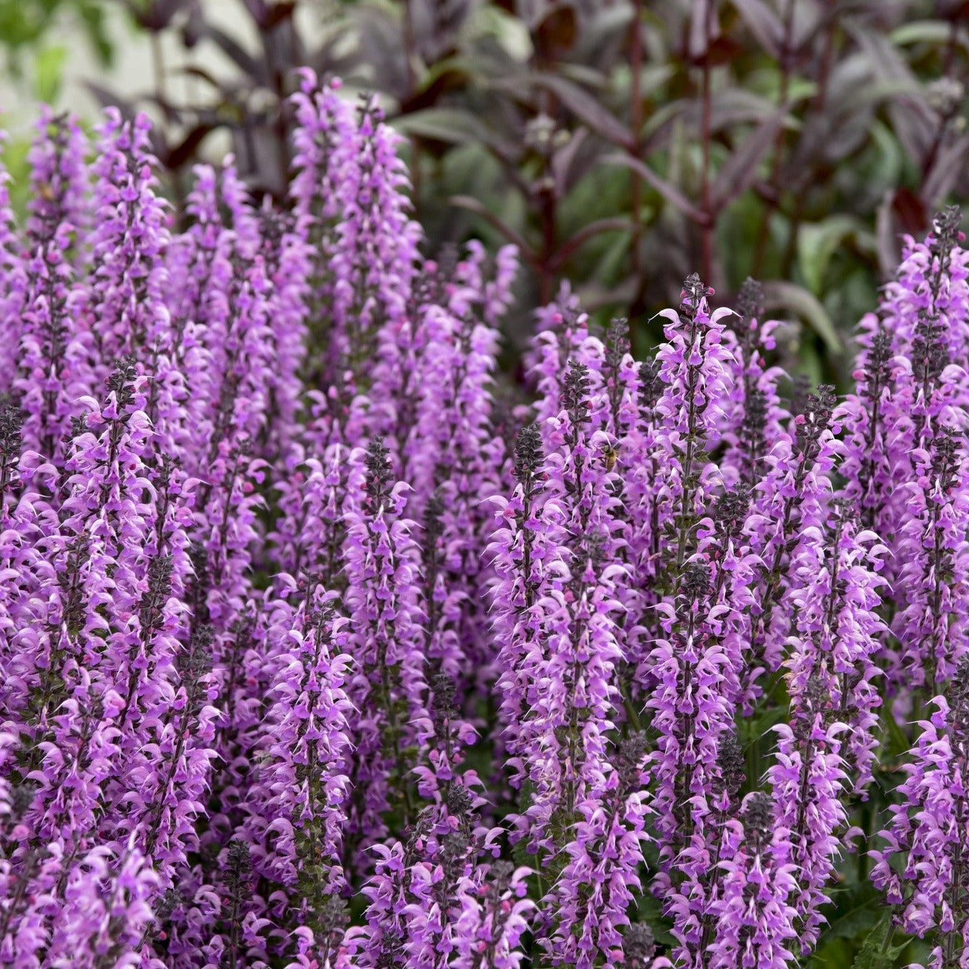 Color Spires 'Back to the Fuchsia' Perennial Salvia up close.