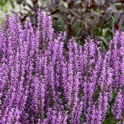 Color Spires 'Back to the Fuchsia' Perennial Salvia up close.