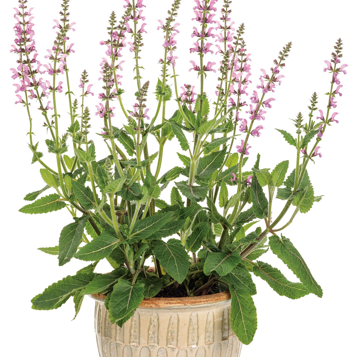 Color Spires® 'Back to the Fuchsia' Perennial Salvia
