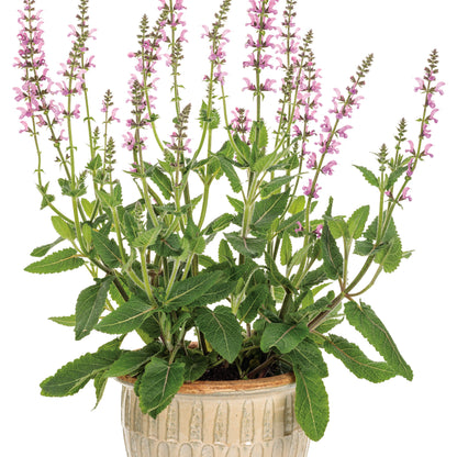 Color Spires® 'Back to the Fuchsia' Perennial Salvia