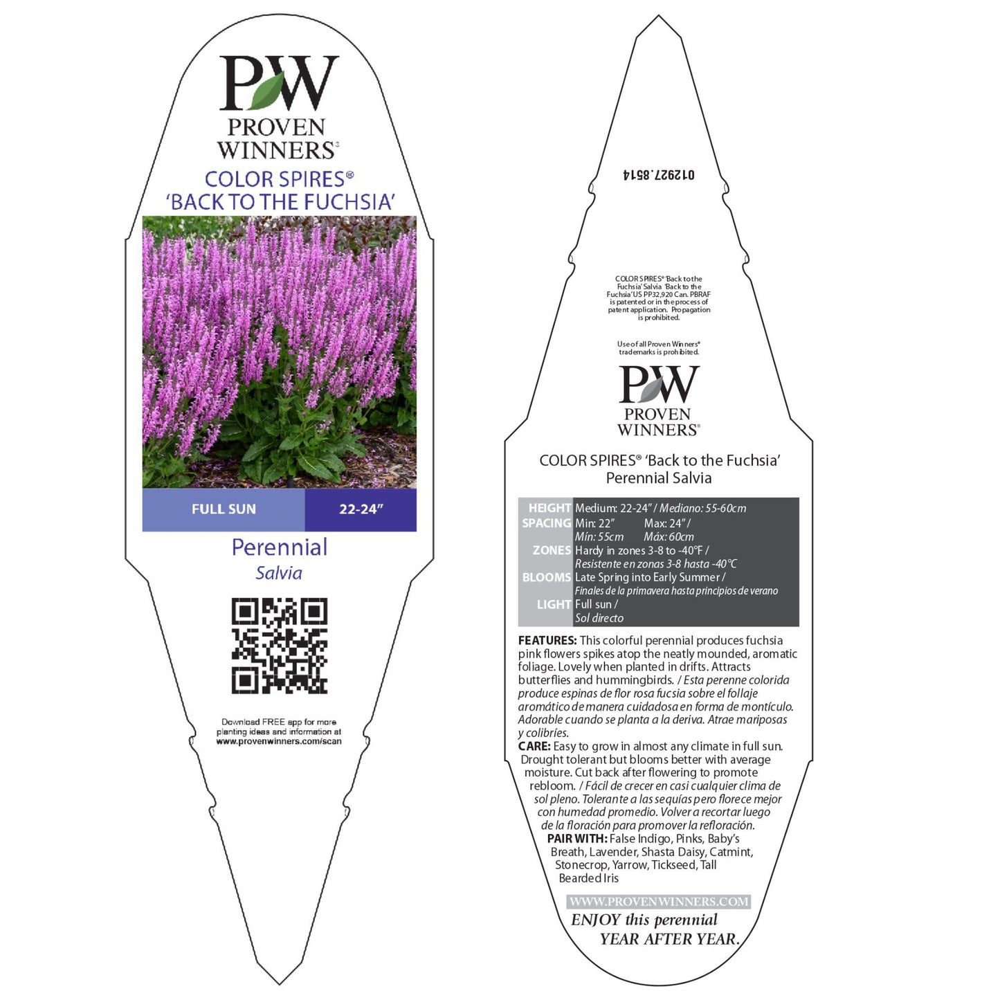 Color Spires® 'Back to the Fuchsia' Perennial Salvia