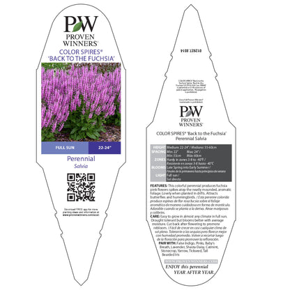 Color Spires® 'Back to the Fuchsia' Perennial Salvia