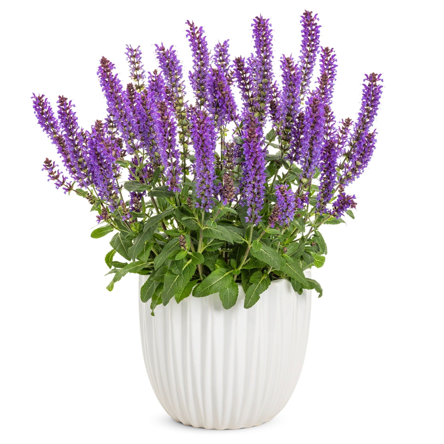 'Violet Profusion' Perennial Salvia (Salvia nemorosa)