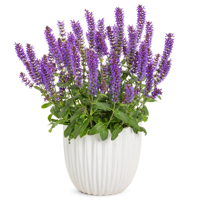 'Violet Profusion' Perennial Salvia (Salvia nemorosa)