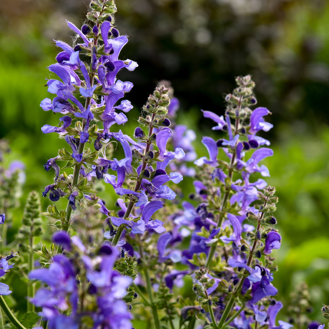 Living Large® Big Sky Perennial Salvia