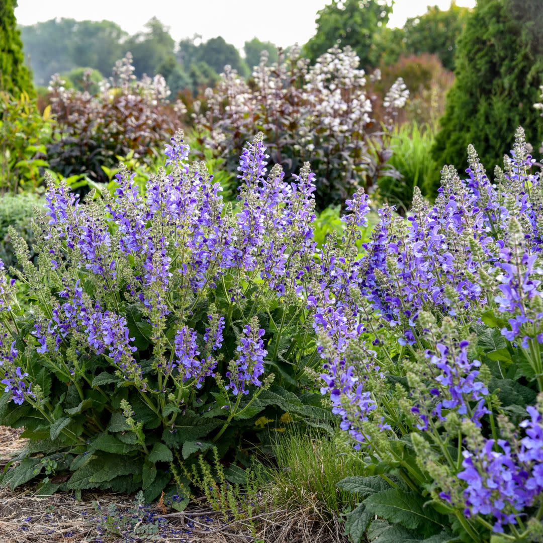Living Large® Big Sky Perennial Salvia