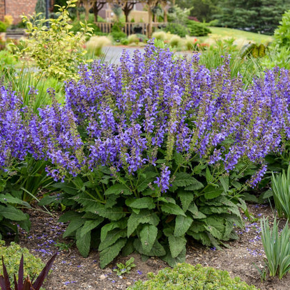 Living Large® Big Sky Perennial Salvia