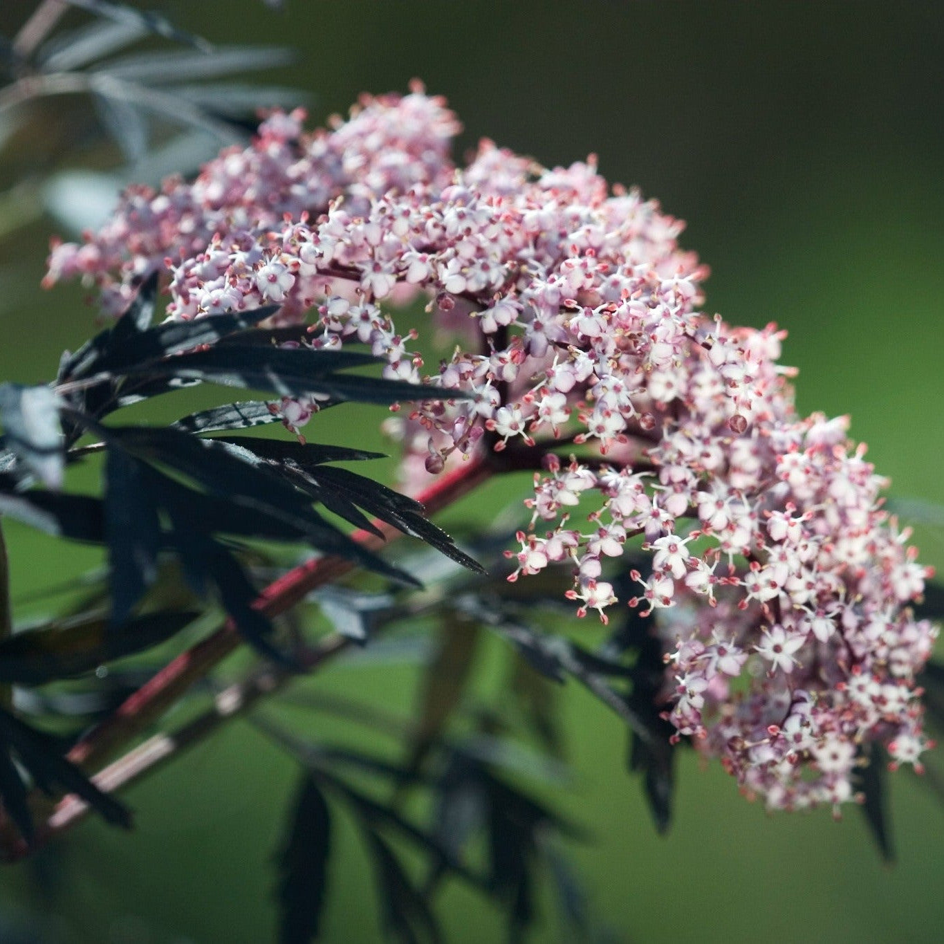 Elderberry | Black Lace® | Proven Winners® Shrubs – Proven