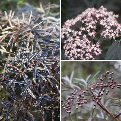 Black Lace® Elderberry (Sambucus)