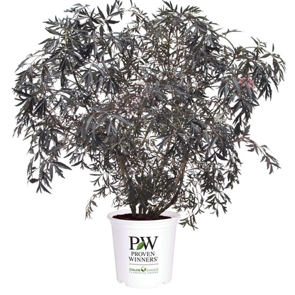 elderberry bonsai tree Elderberry | Black Lace®
