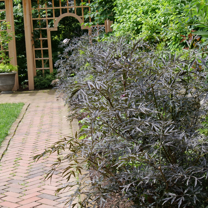 Black Lace® Elderberry (Sambucus)