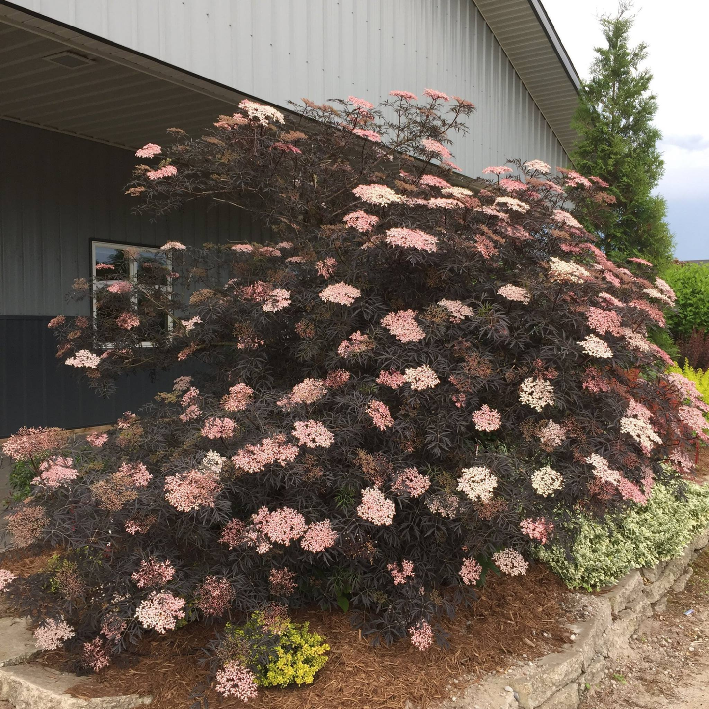 Black Lace® Elderberry (Sambucus)