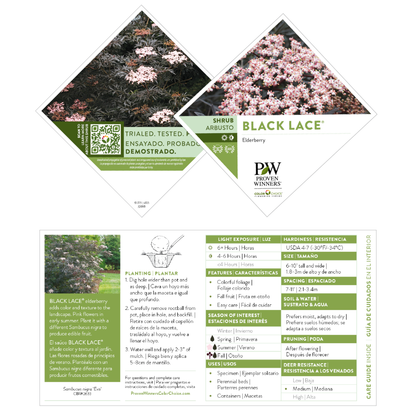 Black Lace® Elderberry (Sambucus)