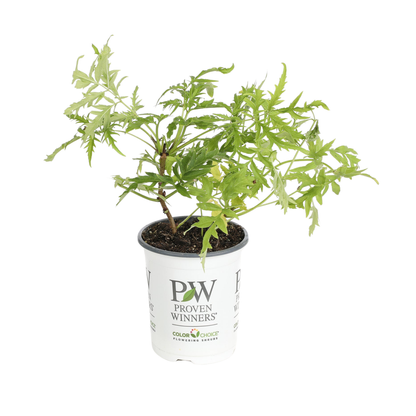 Lemony Lace® Elderberry (Sambucus racemosa)